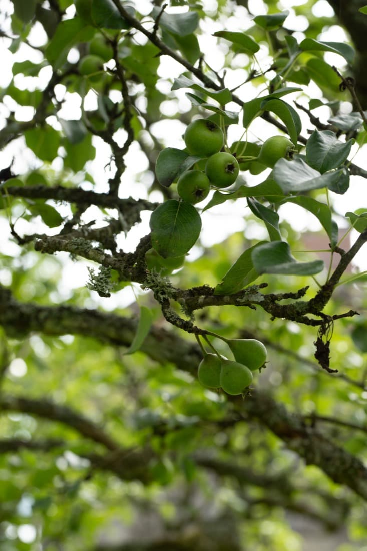 Pears ripening on a tree in the garden